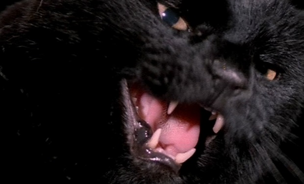 The importance of cats in horror cinema