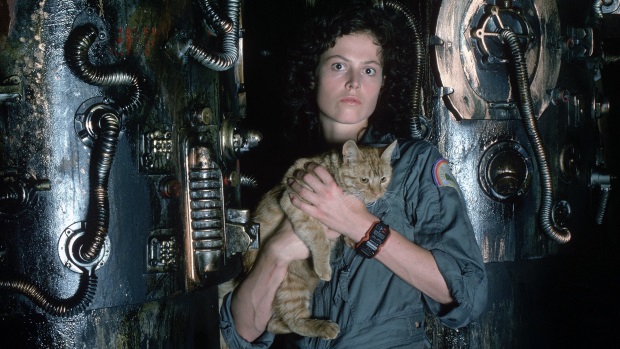 The importance of cats in horror cinema