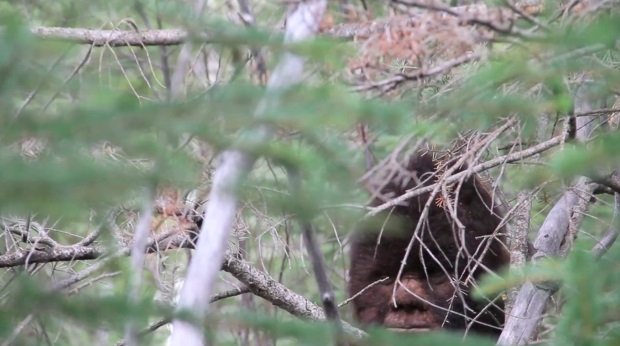 Discovering Bigfoot: anticipating a frightful Netflix documentary