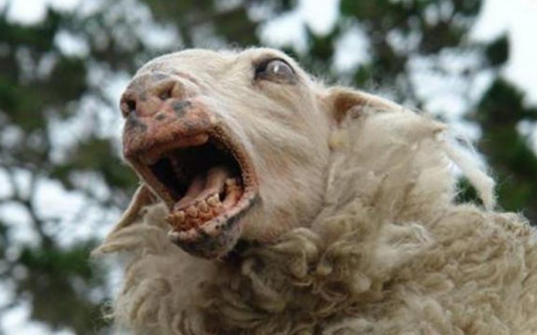 The top 25 killer animal B-movies - The Dark Carnival The top 25 killer animal B-movies - The Dark Carnival